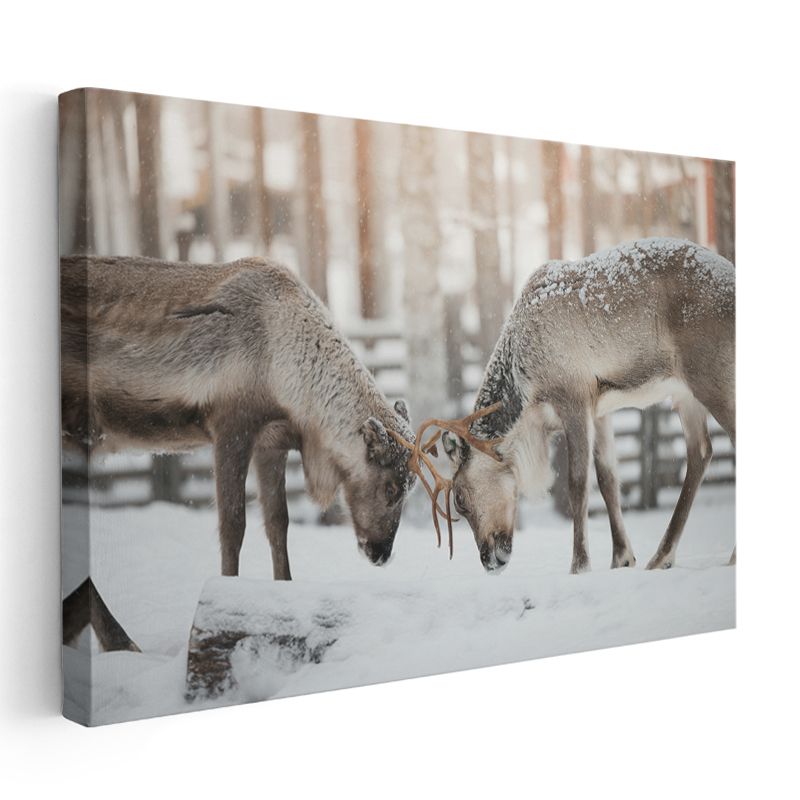 Ren Geyikleri - Karlı Zeminde Güç Gösterisi Kanvas Tablo