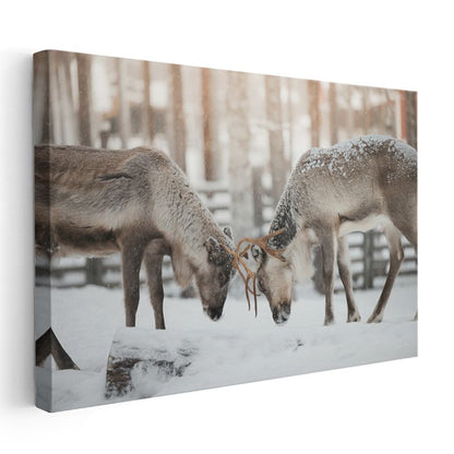 Ren Geyikleri - Karlı Zeminde Güç Gösterisi Kanvas Tablo