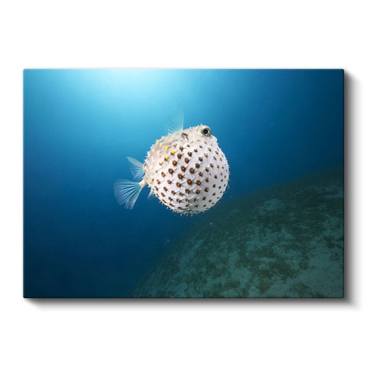 Benekli Balon Balığı - Derin Mavi Suda Yüzen Egzotik Tür Kanvas Tablo
