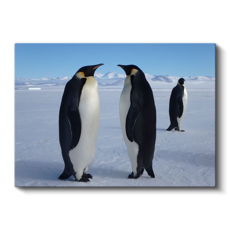 İmparator Penguenler - Kutup Buluşması Kanvas Tablo