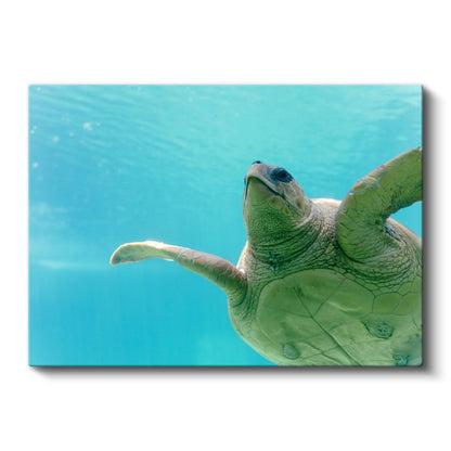 Deniz Kaplumbağası - Turkuaz Suda Zarif Yüzüş Kanvas Tablo