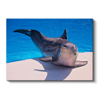 Dinlenen Yunus - Havuz Kenarında Huzurlu Anı Kanvas Tablo