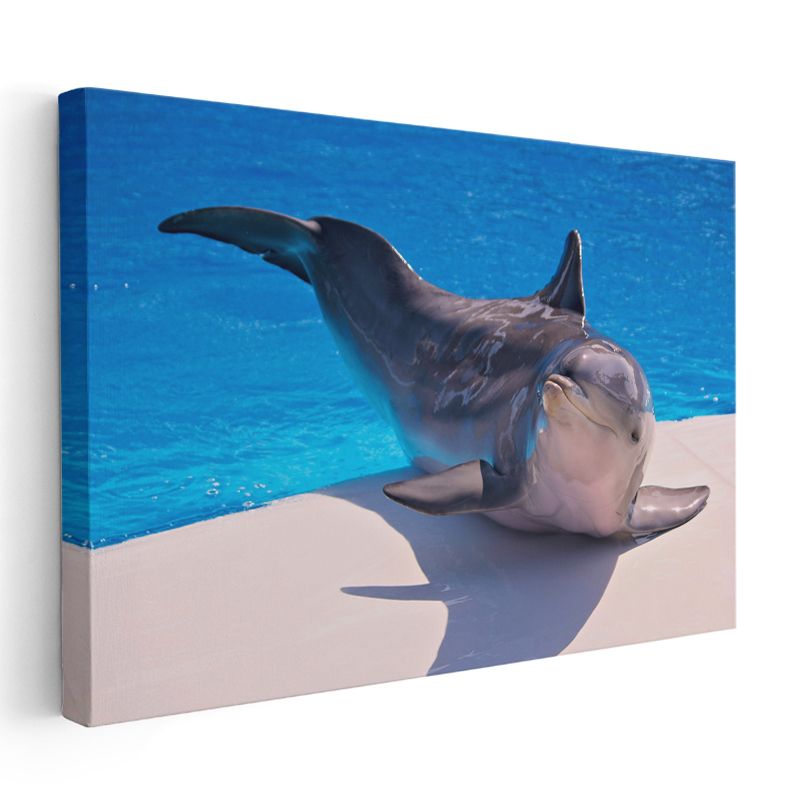 Dinlenen Yunus - Havuz Kenarında Huzurlu Anı Kanvas Tablo