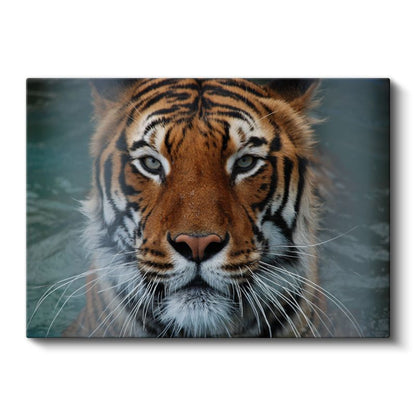 Kaplan Portresi - Güçlü Bakışlar Kanvas Tablo