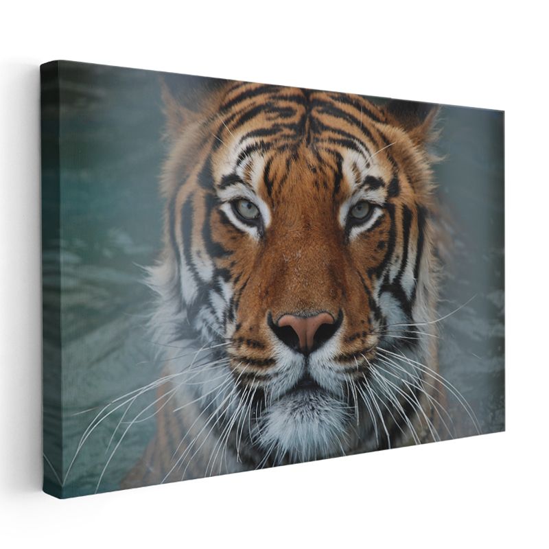 Kaplan Portresi - Güçlü Bakışlar Kanvas Tablo