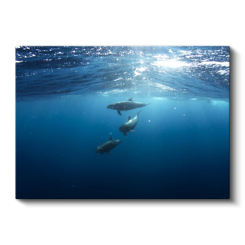 Derin Mavilik - Güneş Işığında Yüzen Yunuslar Kanvas Tablo