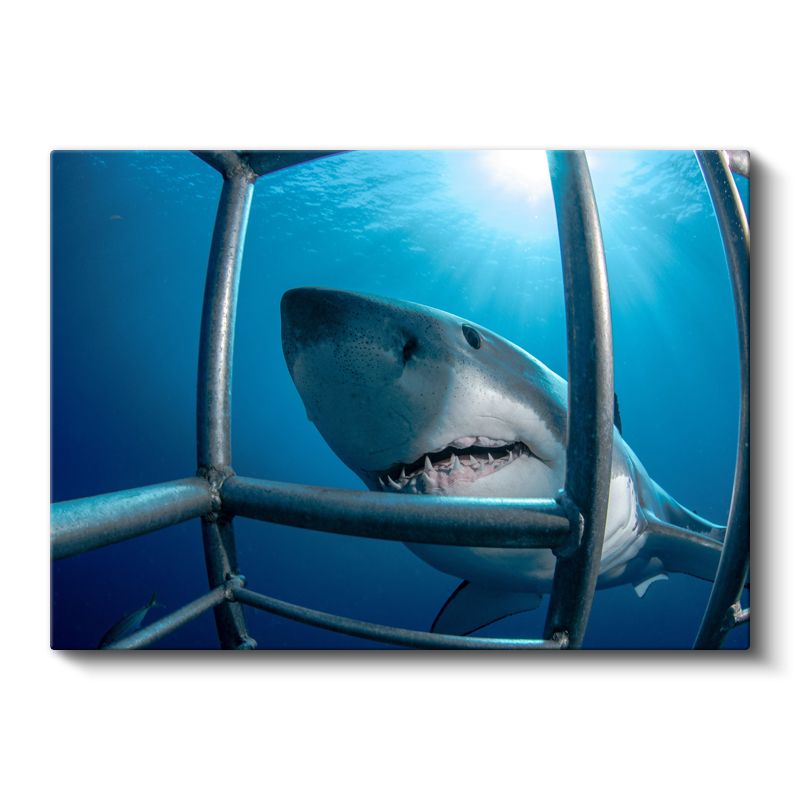 Kafes Arkasında Köpekbalığı - Yakın Çekim Yüz Kanvas Tablo