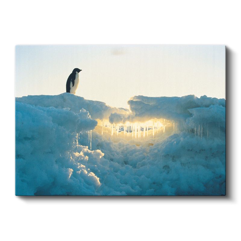 Buzul Penguen - Altın Işıklı Kar Manzarası Kanvas Tablo