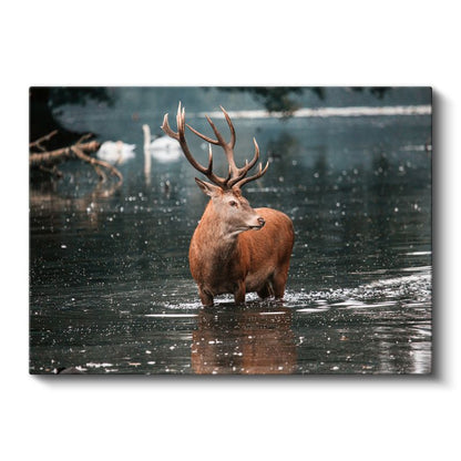 Görkemli Geyik - Su İçinde Heybetli Duruş Kanvas Tablo