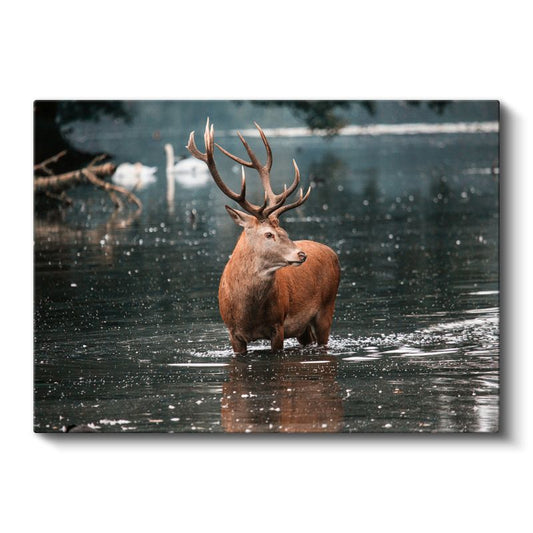 Görkemli Geyik - Su İçinde Heybetli Duruş Kanvas Tablo