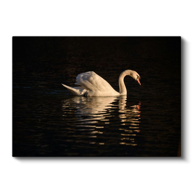 Zarif Kuğu - Akşam Sularında Yüzüş Kanvas Tablo