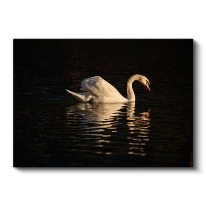 Zarif Kuğu - Akşam Sularında Yüzüş Kanvas Tablo