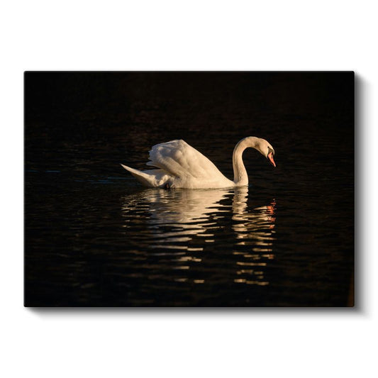 Zarif Kuğu - Akşam Sularında Yüzüş Kanvas Tablo