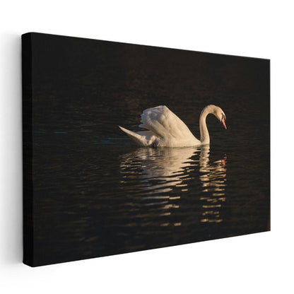 Zarif Kuğu - Akşam Sularında Yüzüş Kanvas Tablo