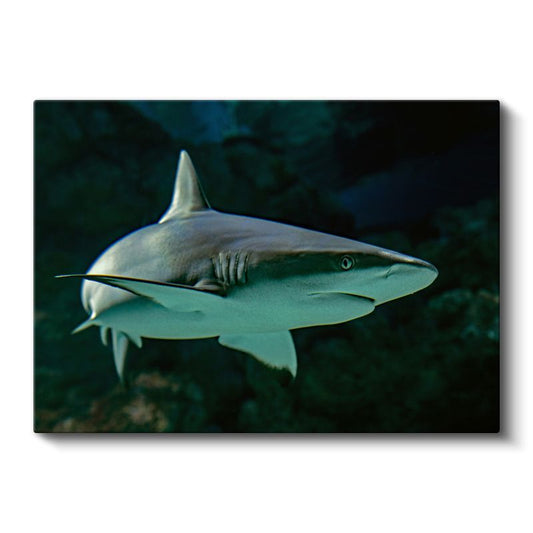 Zarif Köpekbalığı - Derin Yeşil Sularda Yüzüş Kanvas Tablo