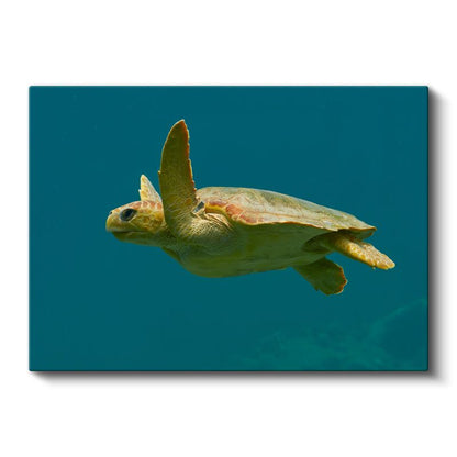 Deniz Kaplumbağası - Turkuaz Suda Özgür Yüzüş Kanvas Tablo