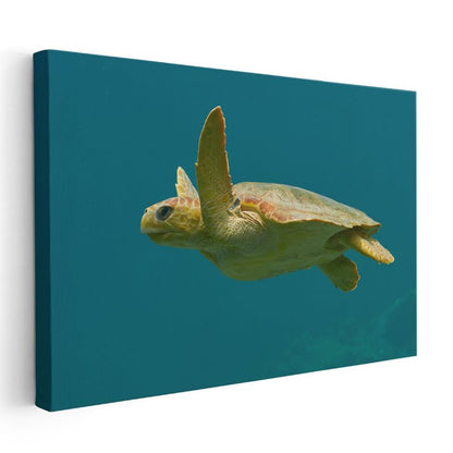 Deniz Kaplumbağası - Turkuaz Suda Özgür Yüzüş Kanvas Tablo