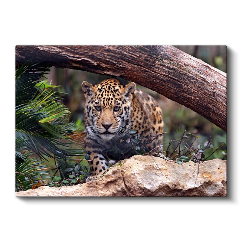 Genç Jaguar - Doğal Yaşam Alanında Pusuya Yatmış Kanvas Tablo