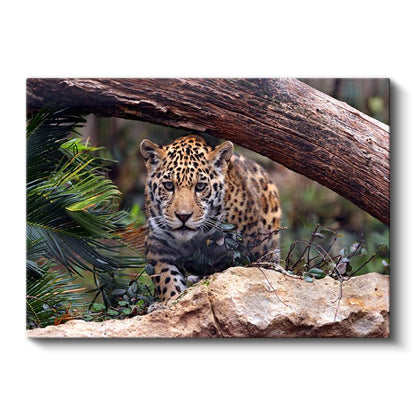 Genç Jaguar - Doğal Yaşam Alanında Pusuya Yatmış Kanvas Tablo