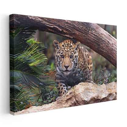 Genç Jaguar - Doğal Yaşam Alanında Pusuya Yatmış Kanvas Tablo