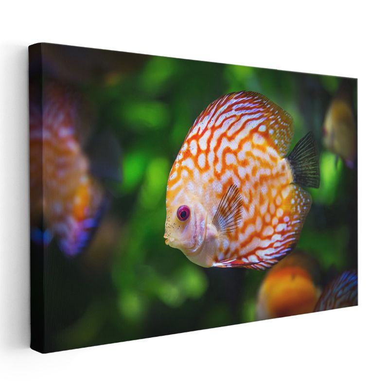 Desenli Diskus Balığı - Turuncu Beyaz Egzotik Güzellik Kanvas Tablo