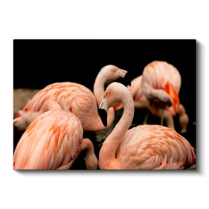 Pembe Flamingolar - Zarif Duruş Kanvas Tablo