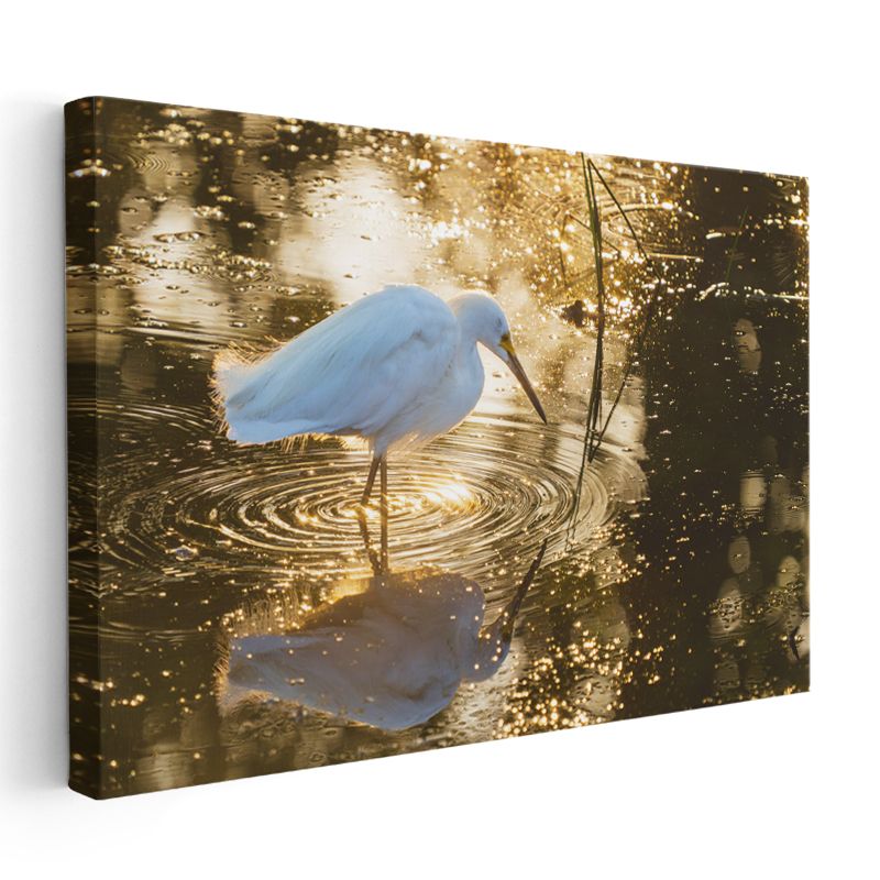 Altın Suda Balıkçıl - Işıltılı Yansıma Kanvas Tablo