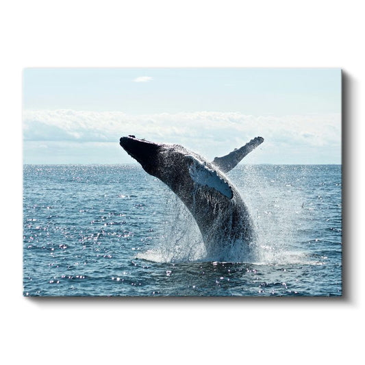 Sıçrayan Balina - Okyanus Dansı Kanvas Tablo