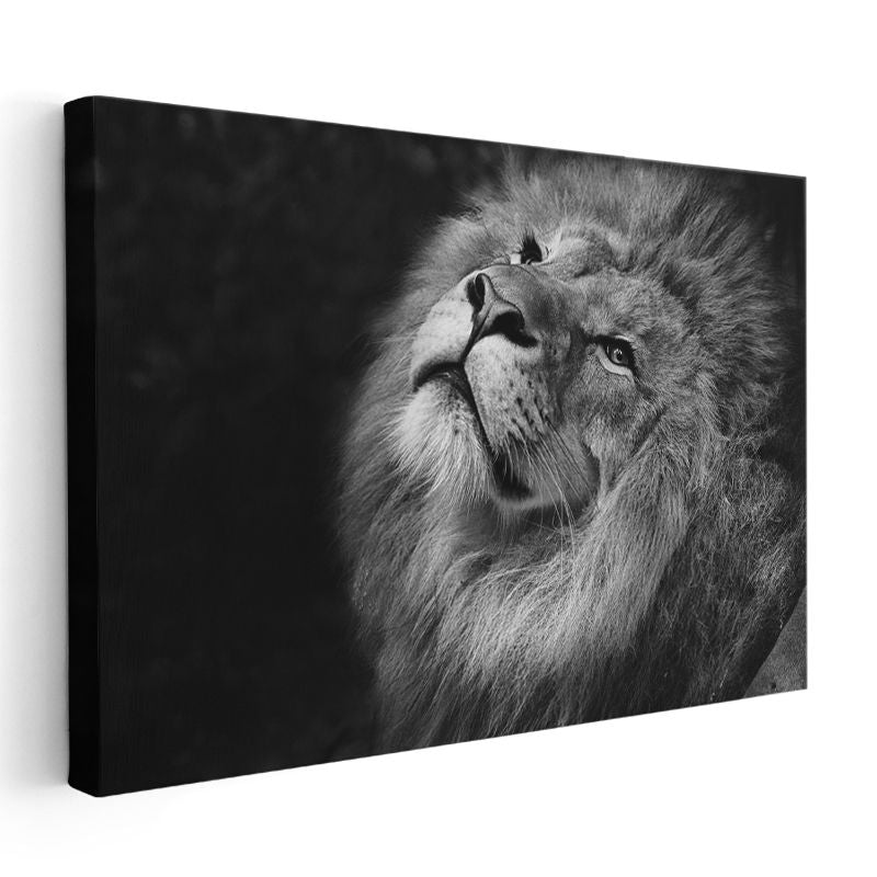 Asil Aslan - Yukarı Bakan Siyah Beyaz Portre Kanvas Tablo