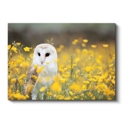 Peçeli Baykuş - Sarı Çiçekler Arasında Zarif Duruş Kanvas Tablo