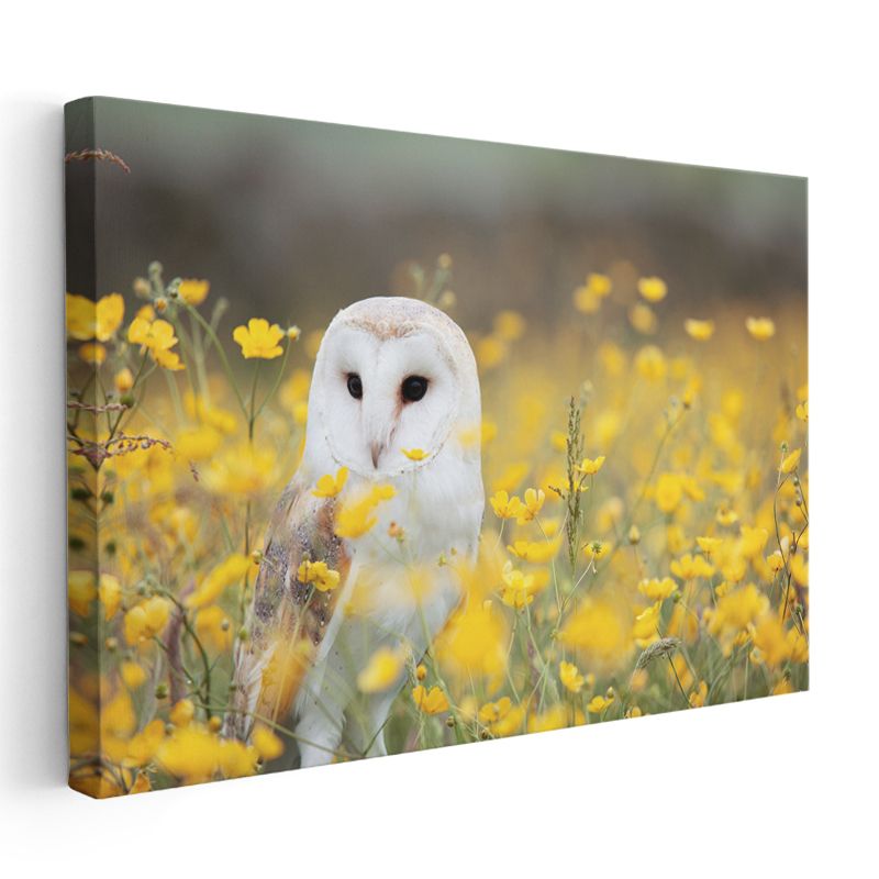 Peçeli Baykuş - Sarı Çiçekler Arasında Zarif Duruş Kanvas Tablo