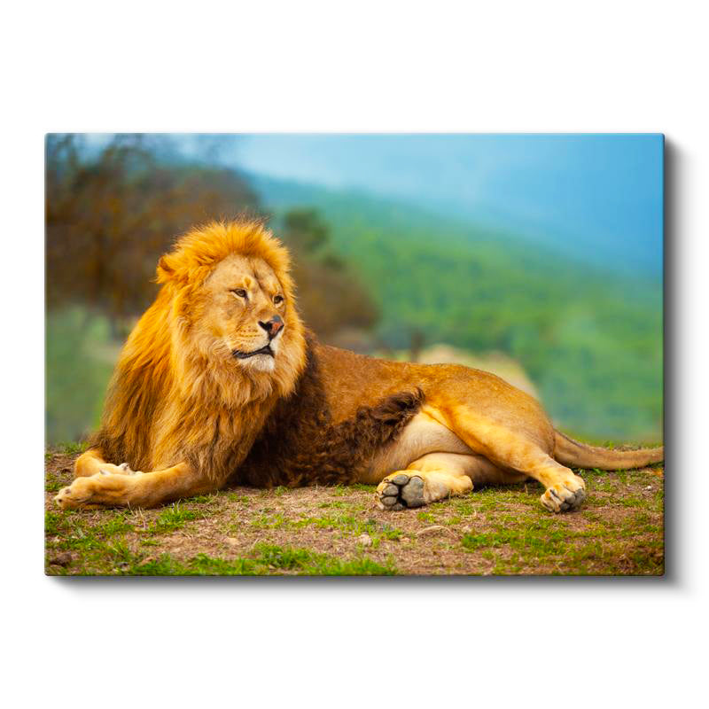 Yatay Kanvas Tablo Yeşil Çimen Zemin Aslan Portresi Aslan Tablosu Ev Ofis Duvar Dekoru