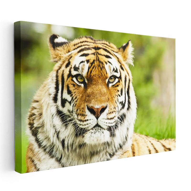 Yatay Kanvas Tablo Keskin Bakışlı Kaplan Portresi Kaplan Tablosu Ev Ofis Duvar Dekoru