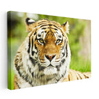 Yatay Kanvas Tablo Keskin Bakışlı Kaplan Portresi Kaplan Tablosu Ev Ofis Duvar Dekoru