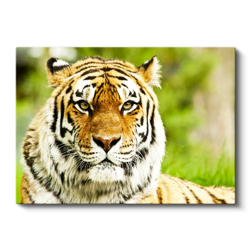 Yatay Kanvas Tablo Keskin Bakışlı Kaplan Portresi Kaplan Tablosu Ev Ofis Duvar Dekoru