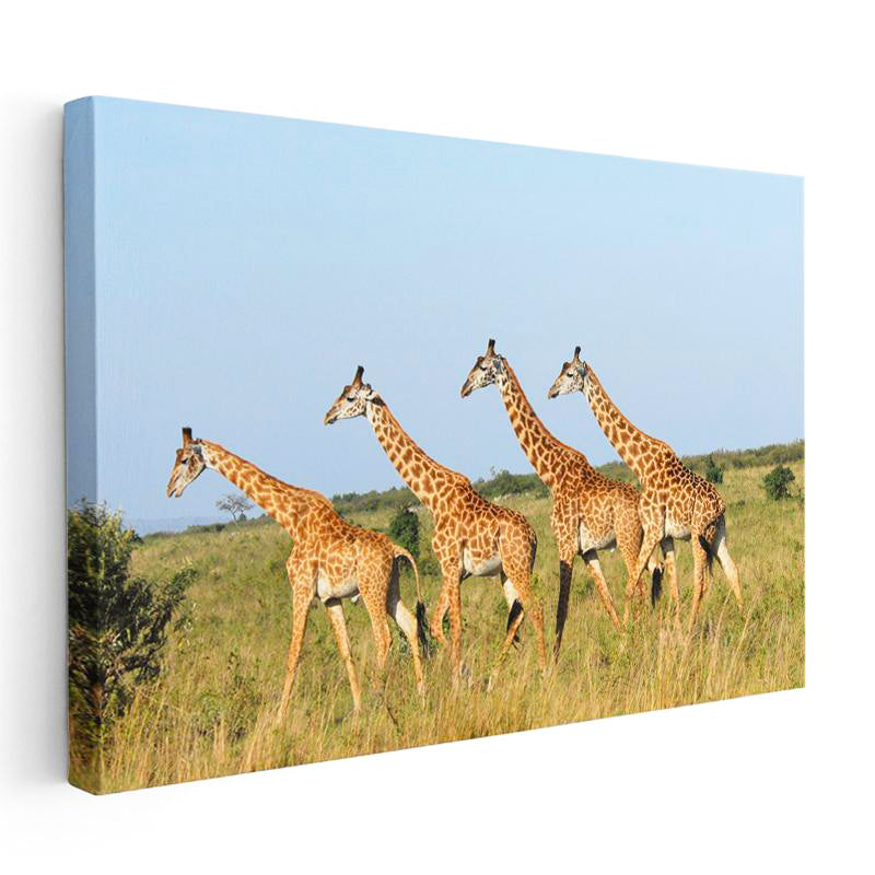 Yatay Kanvas Tablo Yeşil Çayırdaki Sıralı Zürafalar Zürafa Tablosu Ev Ofis Duvar Dekoru