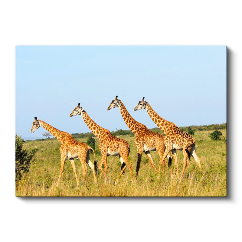 Yatay Kanvas Tablo Yeşil Çayırdaki Sıralı Zürafalar Zürafa Tablosu Ev Ofis Duvar Dekoru
