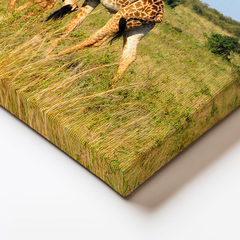 Yatay Kanvas Tablo Yeşil Çayırdaki Sıralı Zürafalar Zürafa Tablosu Ev Ofis Duvar Dekoru