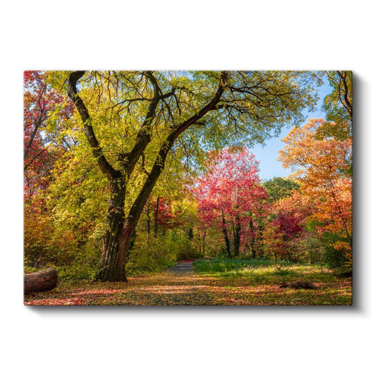Renkli Orman - Sonbahar Ağaçları ve Patika Kanvas Tablo