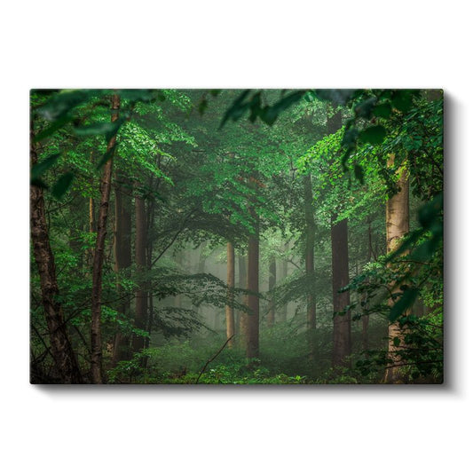 Sis Ormanı - Yeşil Yapraklar Arasında Işık Huzmeleri Kanvas Tablo