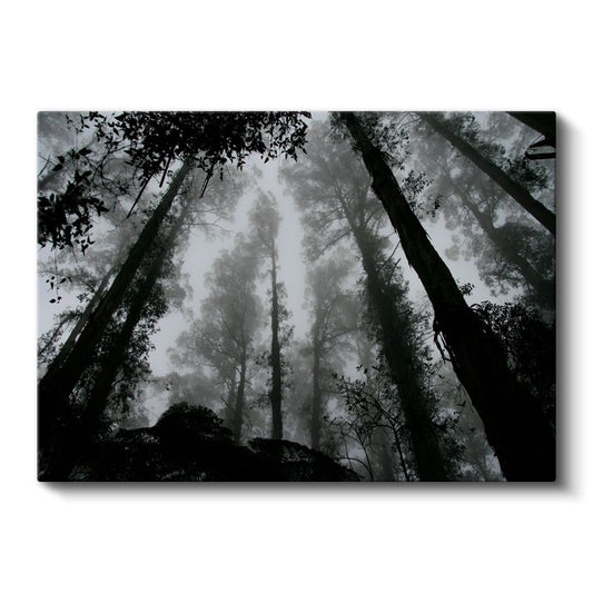 Sisli Orman - Yukarı Uzanan Ağaçların Gizemli Dünyası Kanvas Tablo