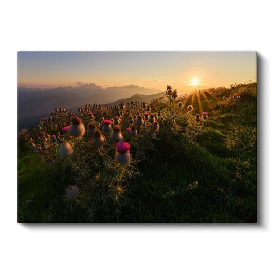 Dağ Çiçekleri - Gün Batımında Mor Dikenler Kanvas Tablo