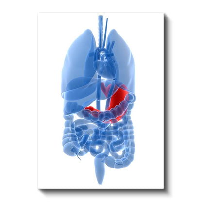 Doktor - İnsan Anatomisi ve Organlar Kanvas Tablo