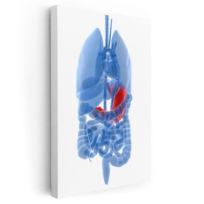 Doktor - İnsan Anatomisi ve Organlar Kanvas Tablo