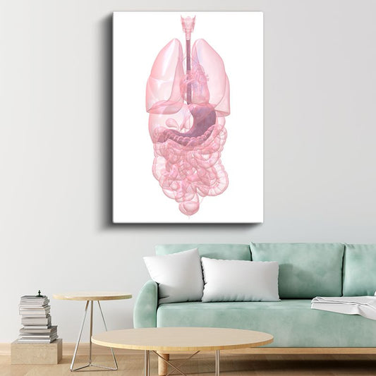 İç Hastalıkları Uzmanı - İnsan Anatomisi Kanvas Tablo