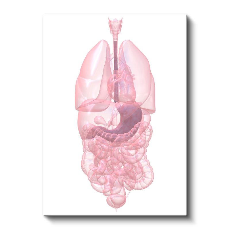 İç Hastalıkları Uzmanı - İnsan Anatomisi Kanvas Tablo