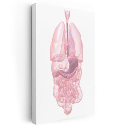 İç Hastalıkları Uzmanı - İnsan Anatomisi Kanvas Tablo