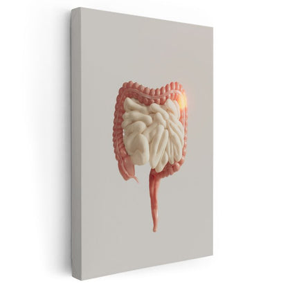 Gastroenterolog - Sindirim Sistemi Anatomisi Kanvas Tablo