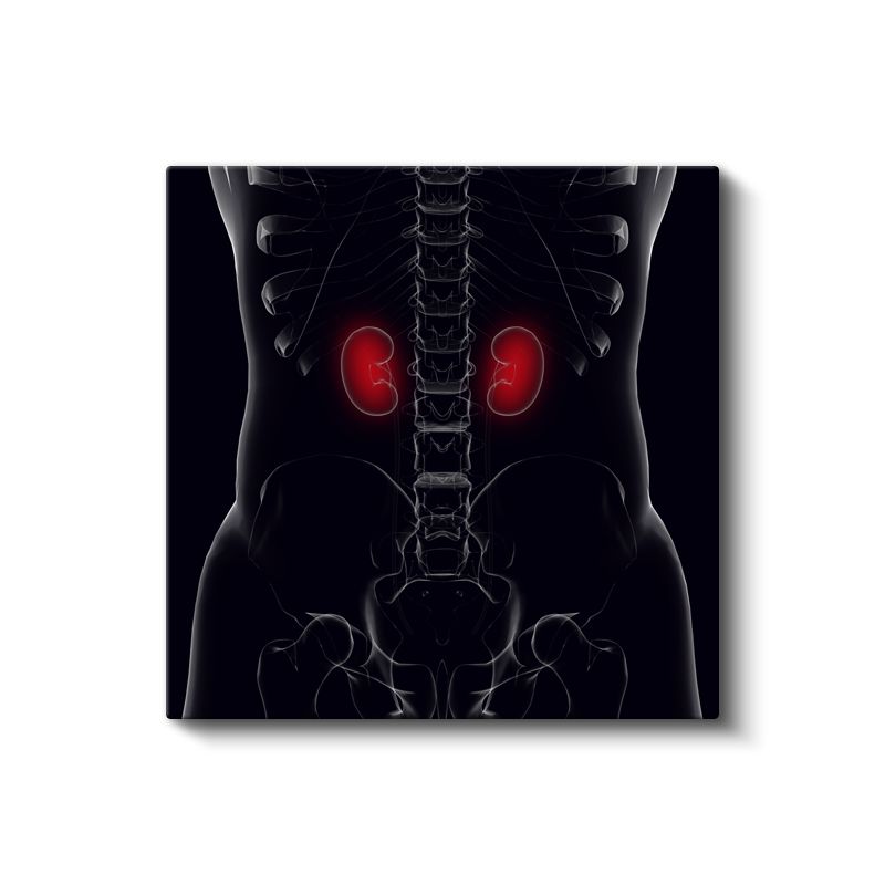 Nefrolog - Böbrek Anatomisi ve Fonksiyonu Kanvas Tablo