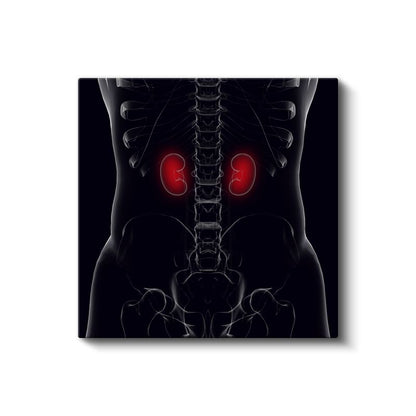 Nefrolog - Böbrek Anatomisi ve Fonksiyonu Kanvas Tablo